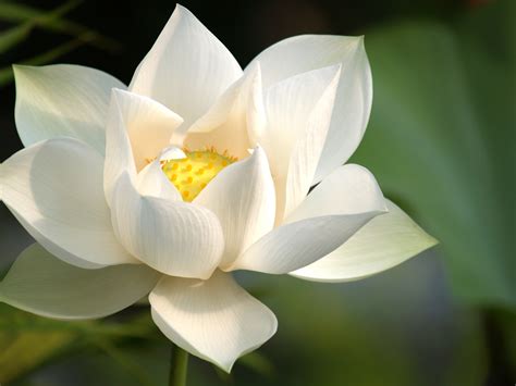 the white lotus flower